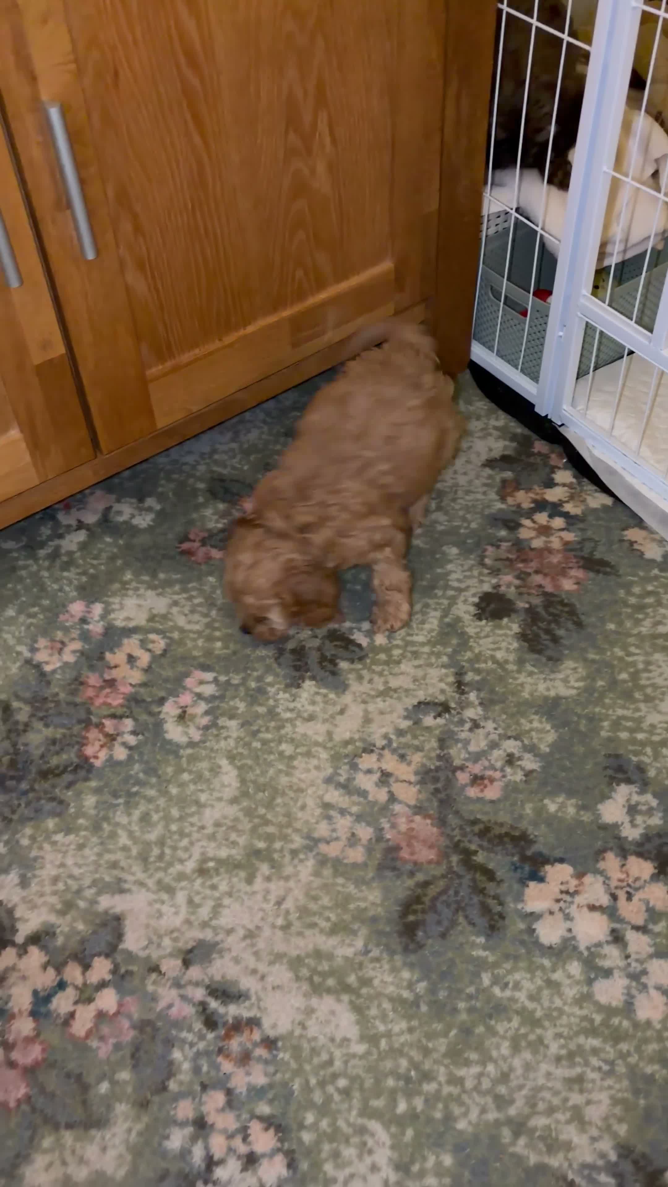 Cavapoo dogs for sale: Beautiful Apricot Cavapoo (Backcross Cavalier) - Video 1
