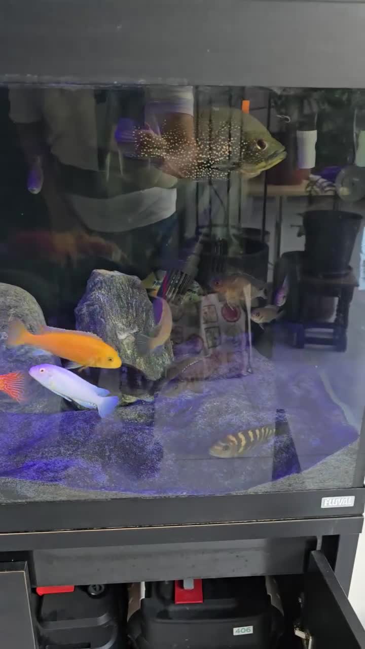 Cichlids fish for sale: FULLY STOCKED CICHLID TANK  - Video 2