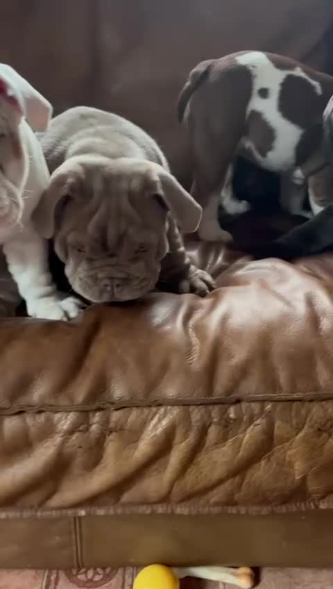 English Bulldog dogs for sale: Re advertised - I am no longer reserved - Video 3