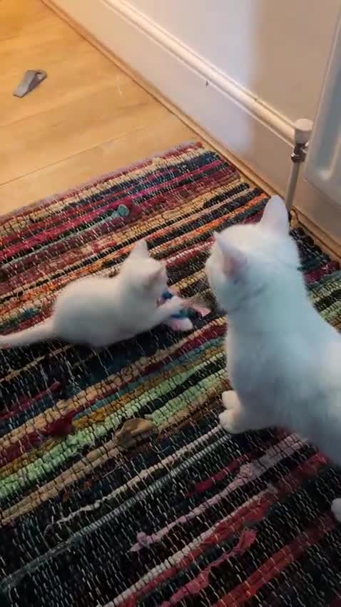 Mixed Breed cats for sale: Beautiful white kittens - Video 2