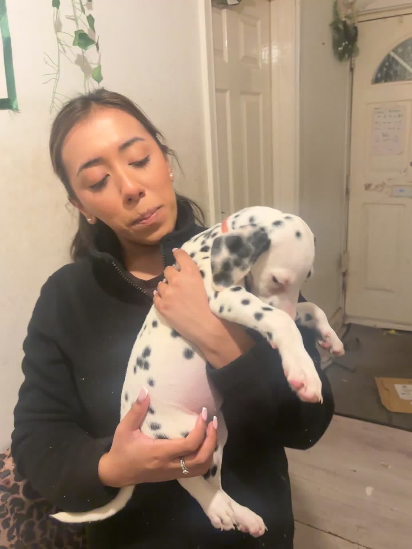 Dalmatian dogs for sale: 🐾 1 Female KC Dalmatian Puppy left 🐾 - Video 1