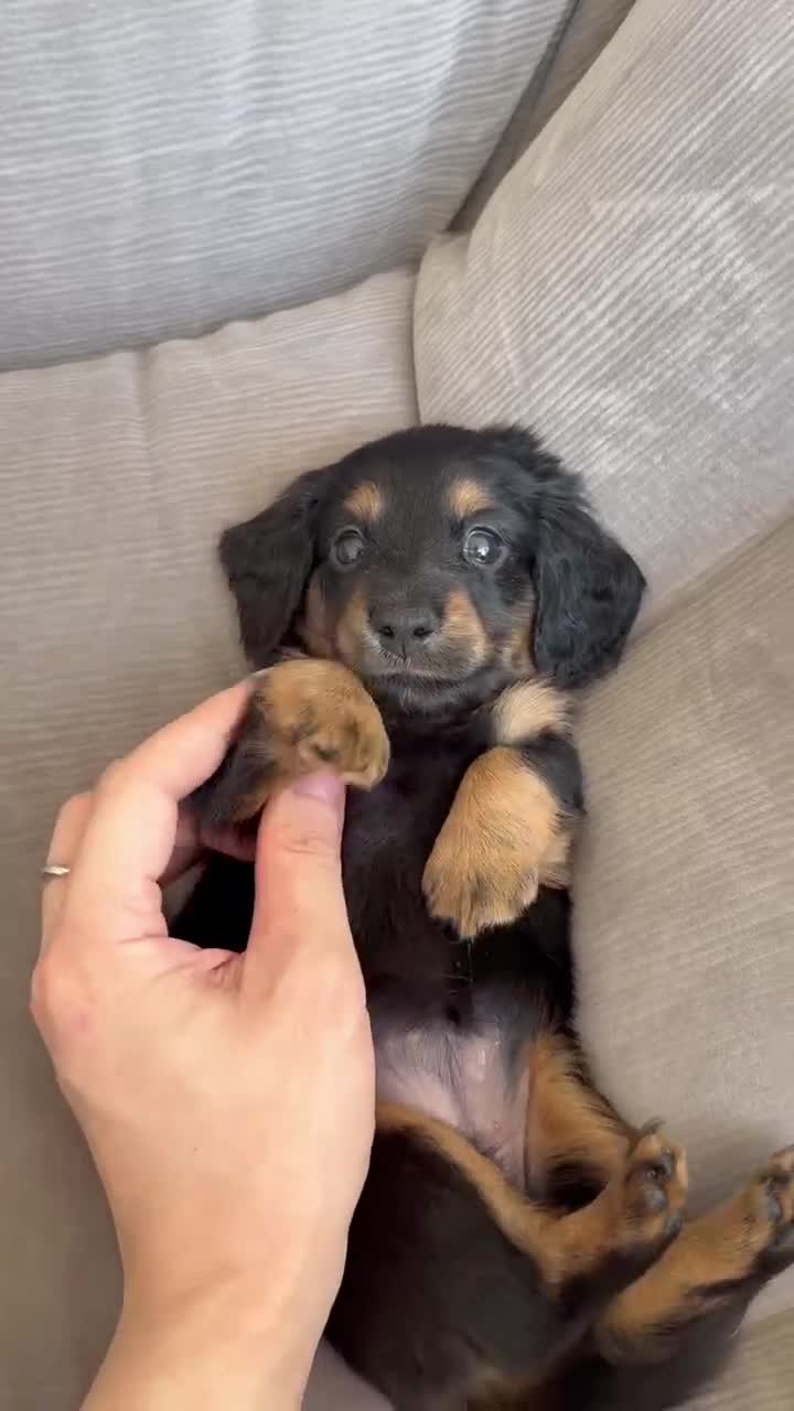 Miniature Dachshund dogs for sale: 🏆KC champion line Miniature Long Hair Dachshund - Video 3