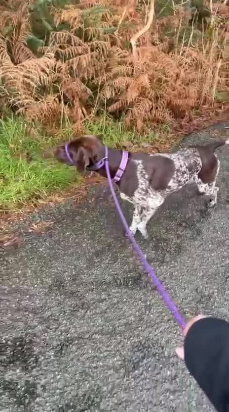 German Shorthaired Pointer dogs for sale: Stunning German Shorthaired Pointer Pups KC Reg'd - Video 3