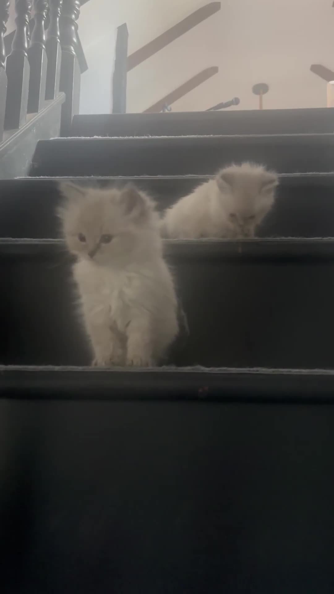 Ragdoll cats for sale: Champion bloodlines Ready for their loving homes - Video 2