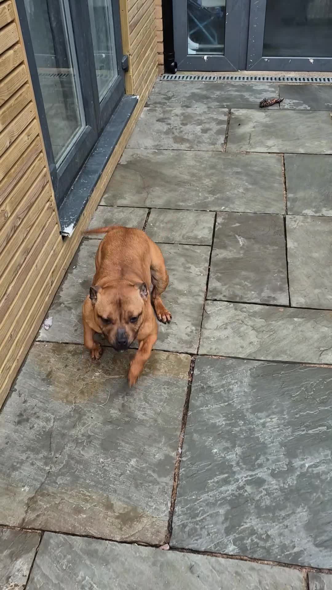 Staffordshire Bull Terrier dogs for sale: Staffordshire bull terriers - Video 1