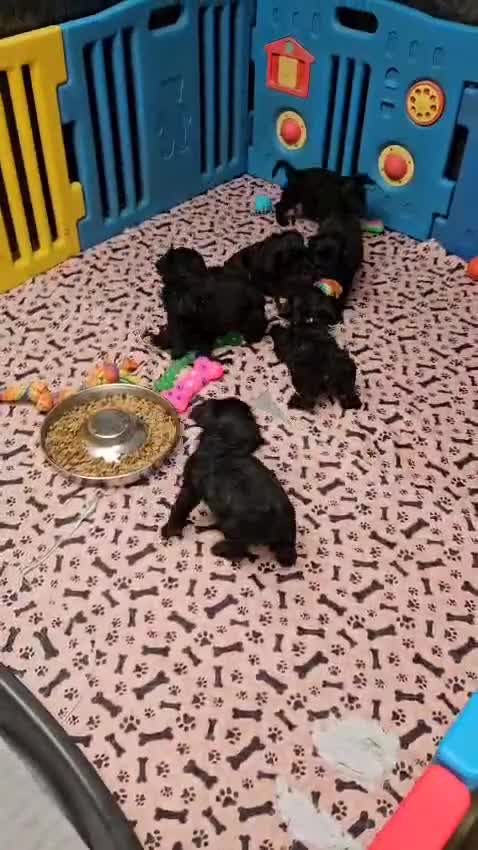 Sproodle dogs for sale: F1 Sproodles for Sale - Video 1