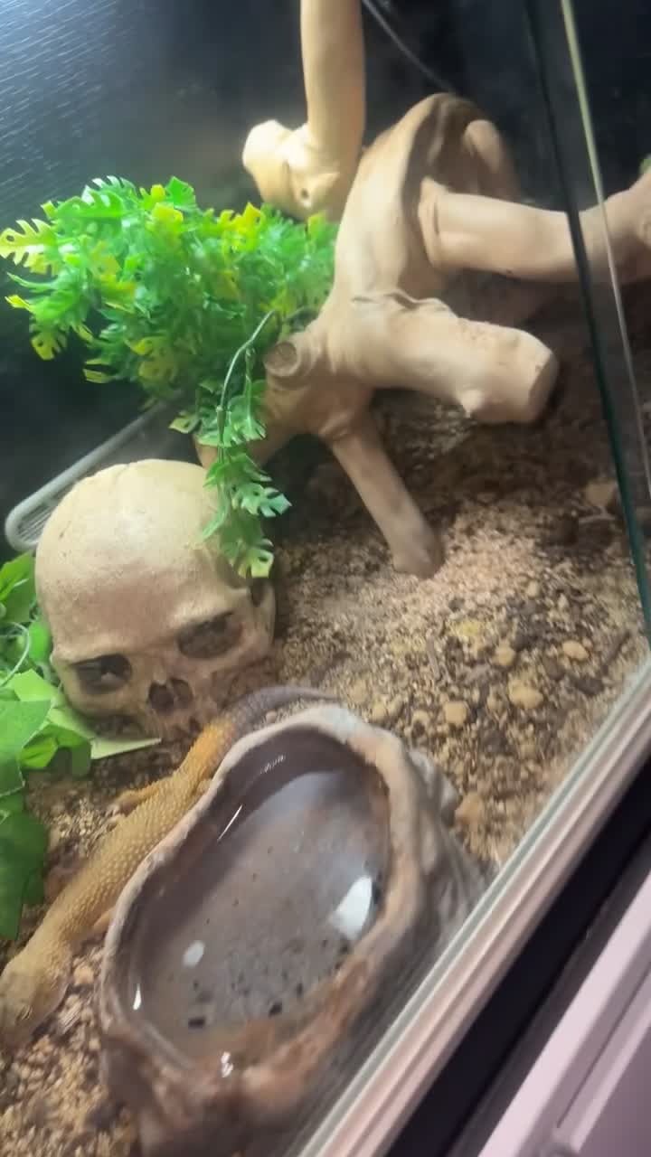 Leopard Gecko reptiles for sale: 2 leopard geckos both female  - Video 3