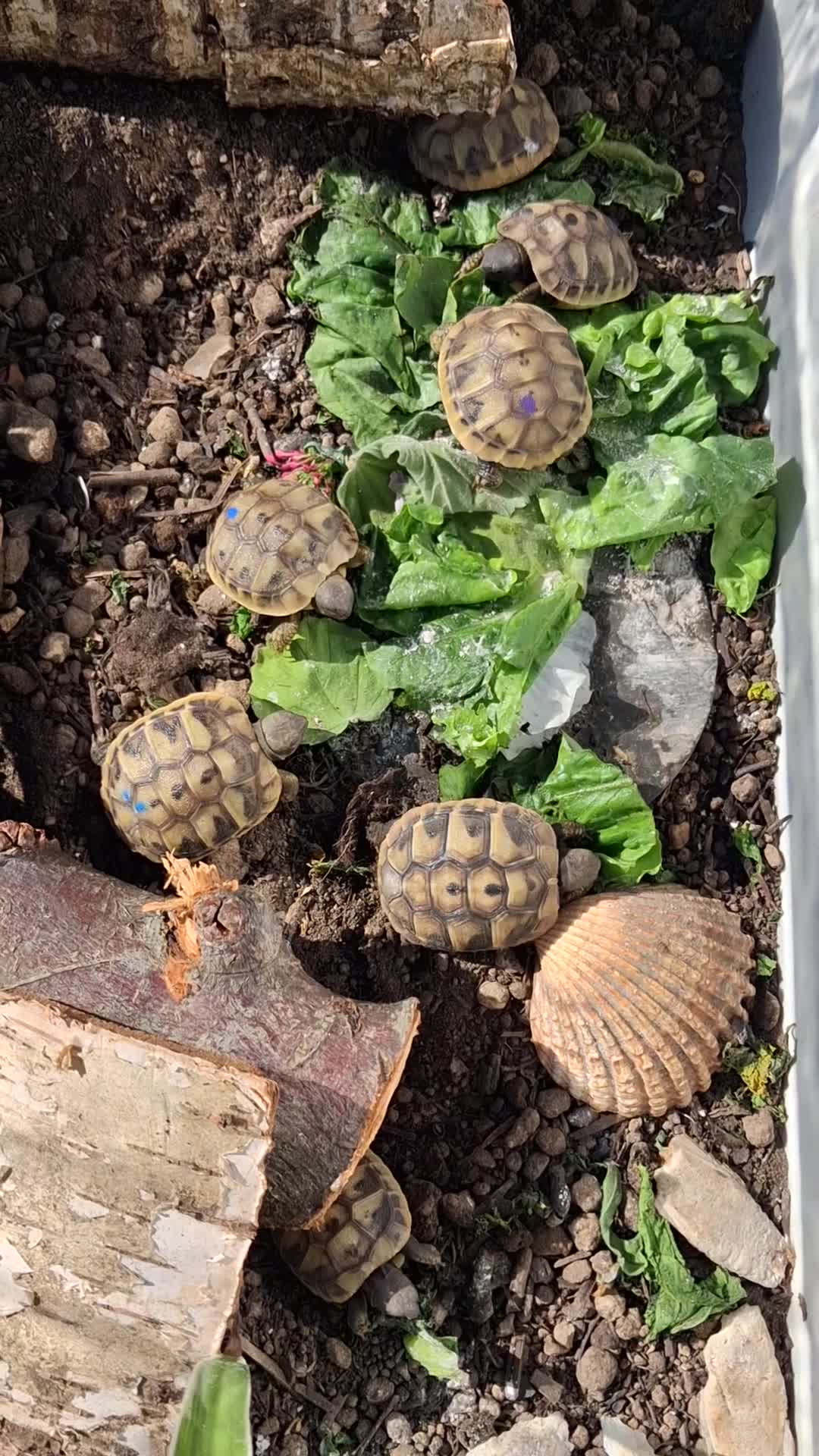 Hermann Tortoise reptiles for sale: Last 2, Hermann tortoises, UK bred. - Video 1