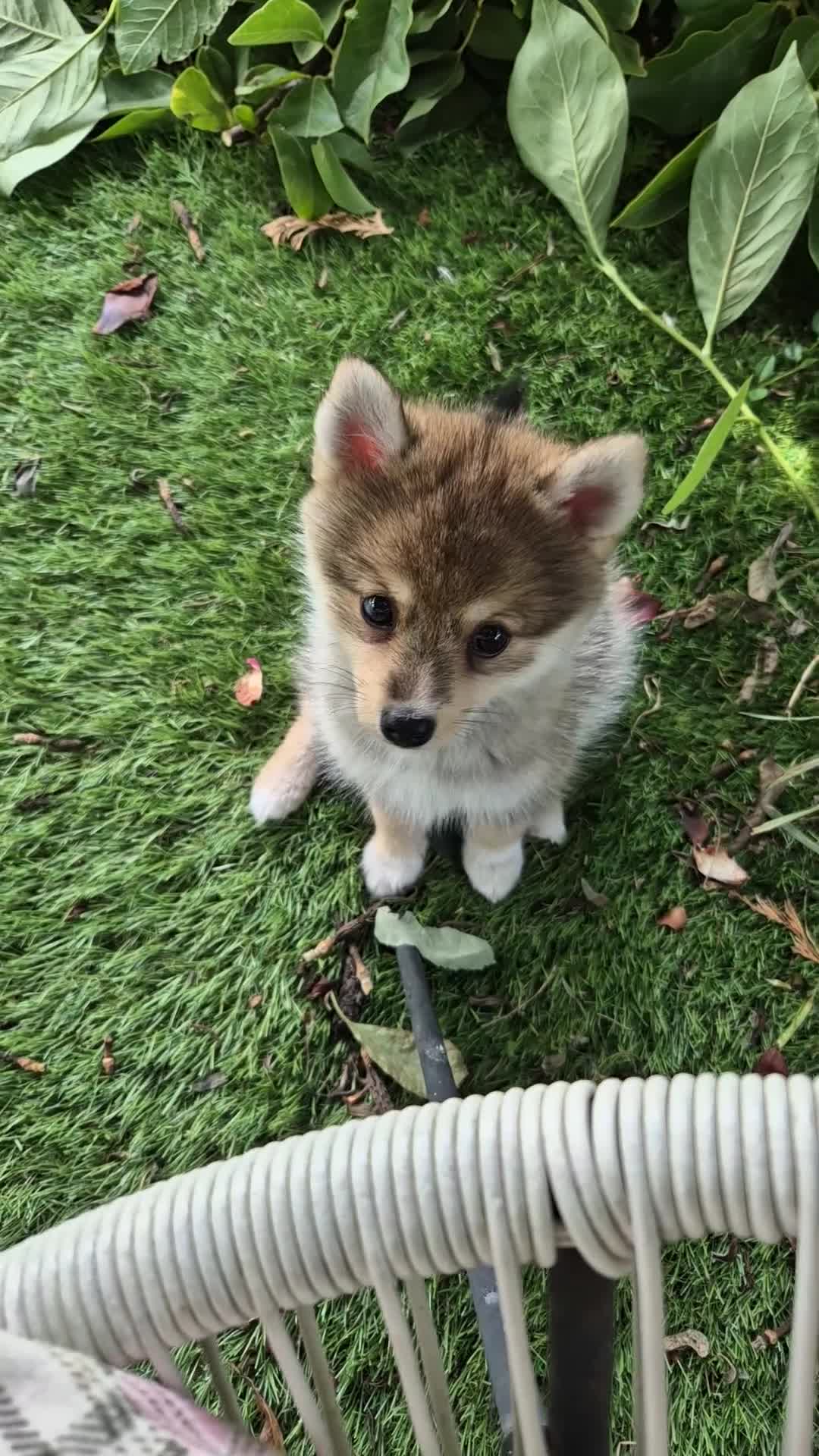 Siberian Husky dogs for sale: Genuine toy pomsky female  - Video 1