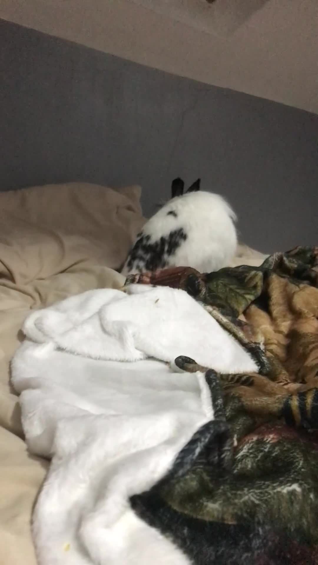 Rex rabbits for sale: Rex Lionhead mix - Video 3