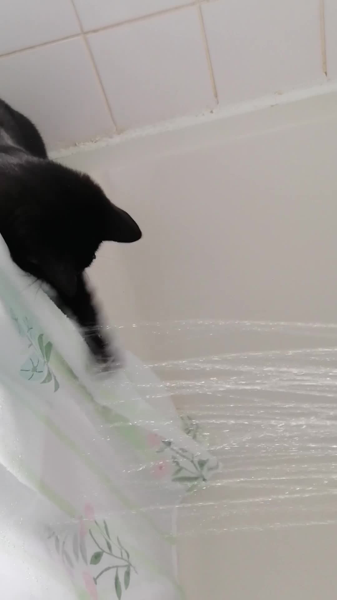 Mixed Breed cats for sale: Beautiful cat😻 - Video 1