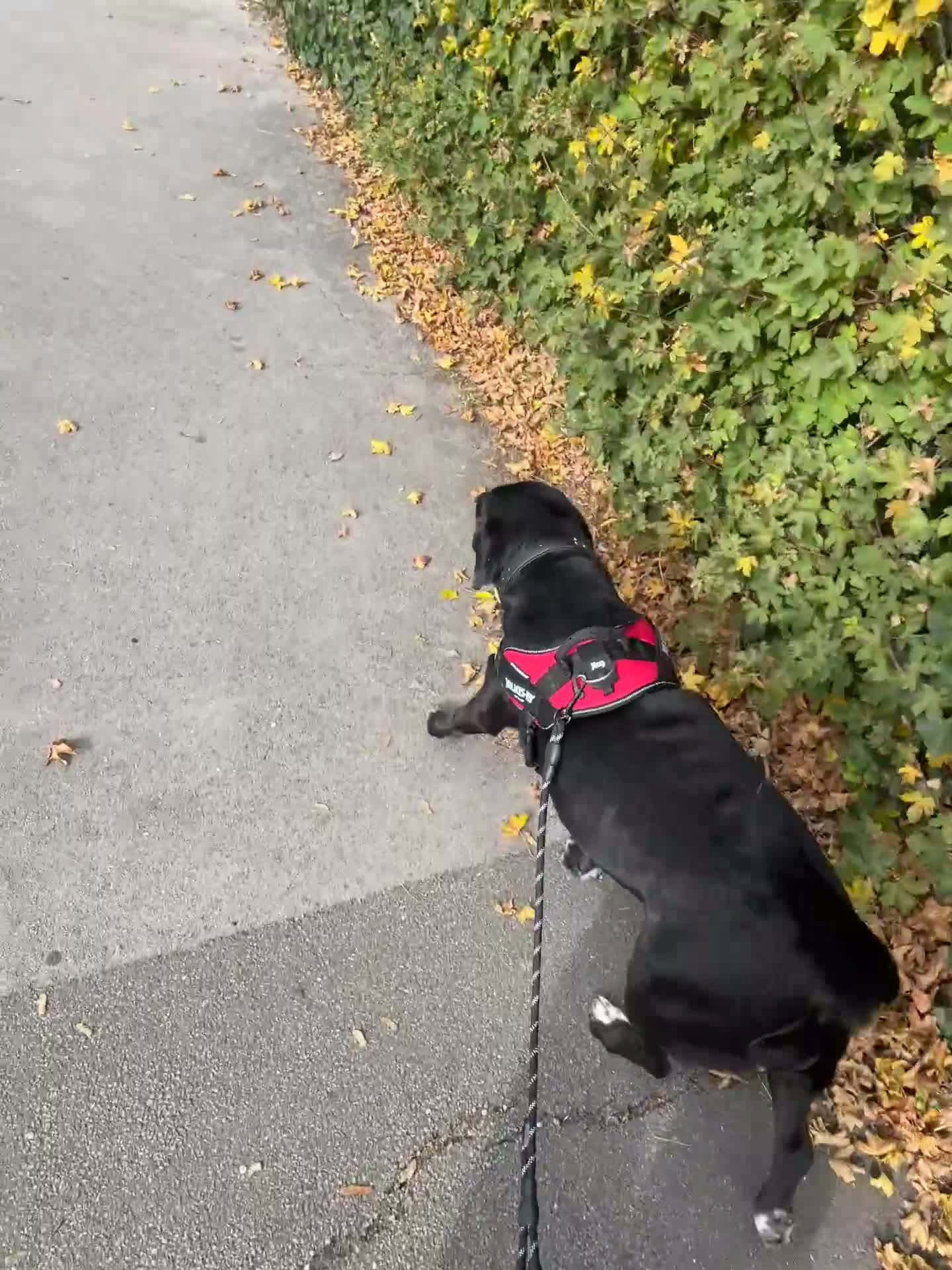 Mixed Breed dogs for sale: Beautiful Labhound looking for a new home - Video 1