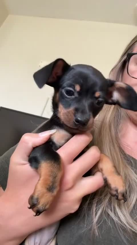 Chiweenie dogs for sale: Tiny dachshund cross chihuahua pups  - Video 4
