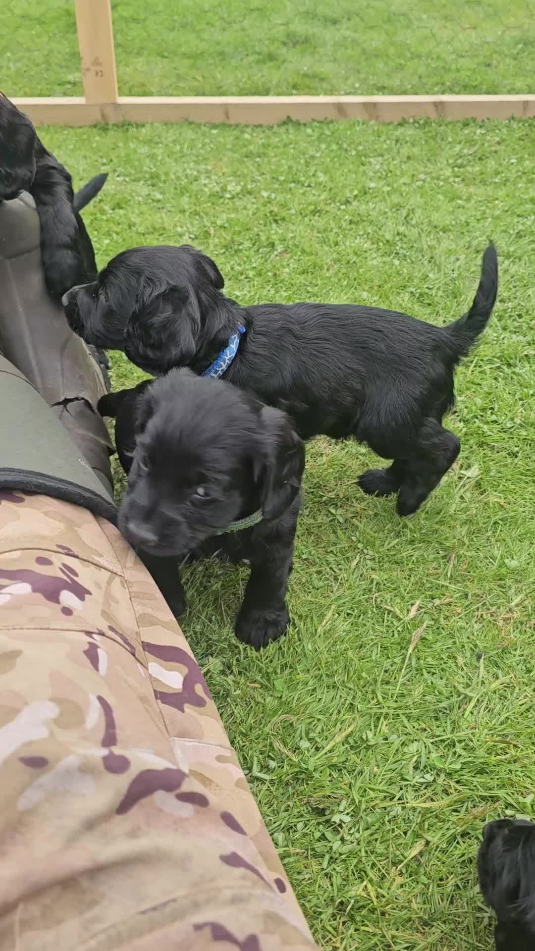 Cocker Spaniel dogs for sale: Working cocker spaniel pup - Video 5