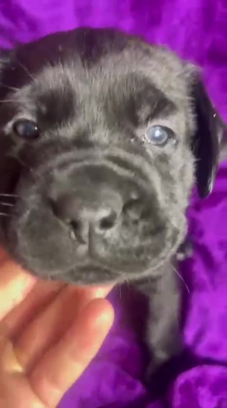 Mixed Breed dogs for sale: Cane Corso × Rottweiler/Bordeaux Puppies All Girls - Video 3