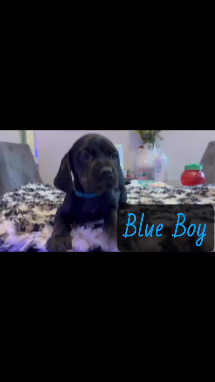 Mixed Breed dogs for sale: ⭐️ Cockerdor Puppies ⭐️  - Video 3