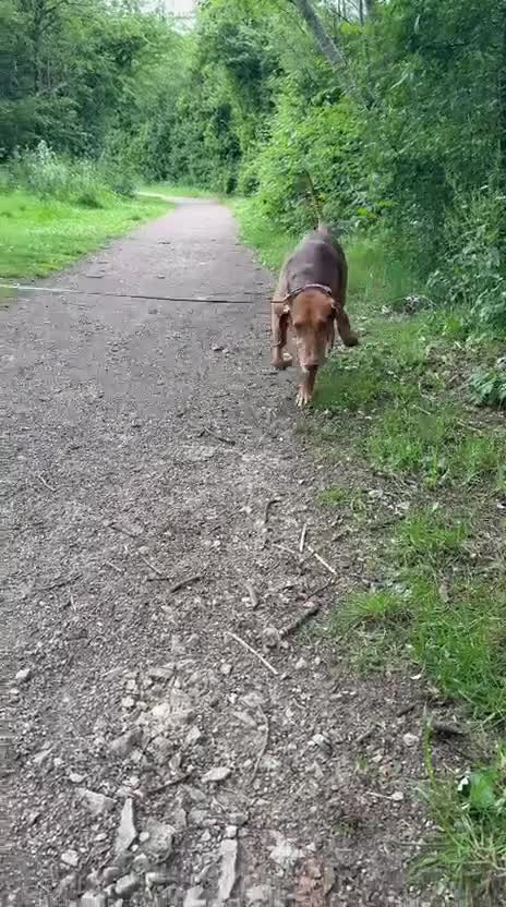 Mixed Breed dogs for adoption: ALFIE - 8 Year Old, Gentle Boy in Ilkeston - Video 4