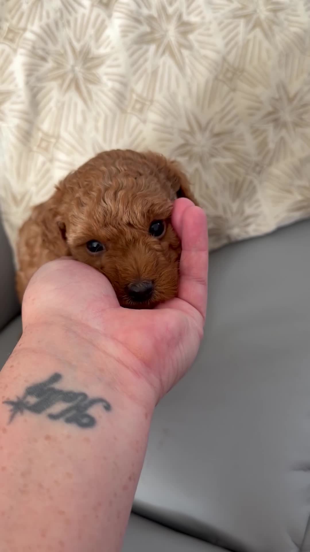 Toy Poodle dogs for sale: Toy poodle - Video 1
