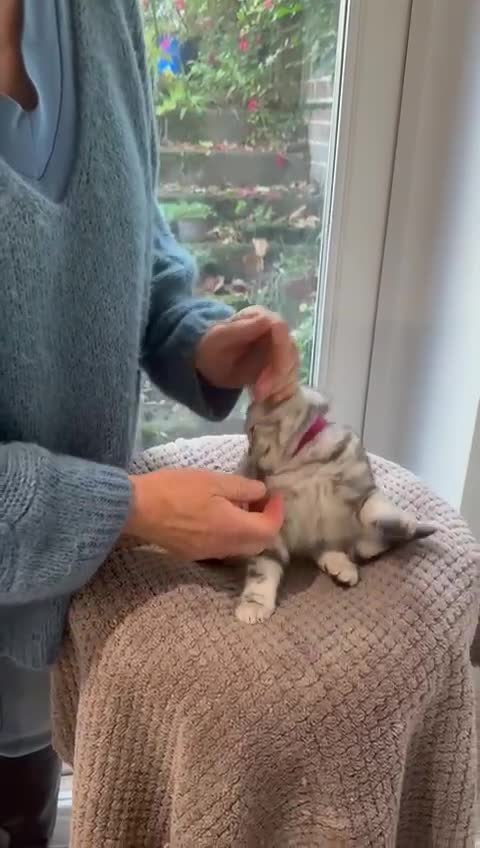 British Shorthair cats for sale: Beautiful registered British Shorthaired Kittens - Video 2