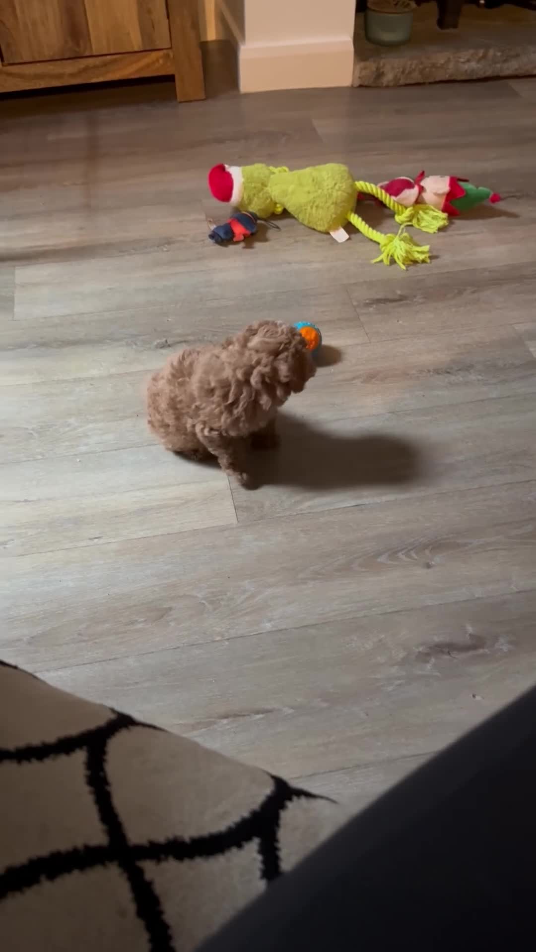 Toy Poodle dogs for sale: Toy poodle  ready to leave now  - Video 4