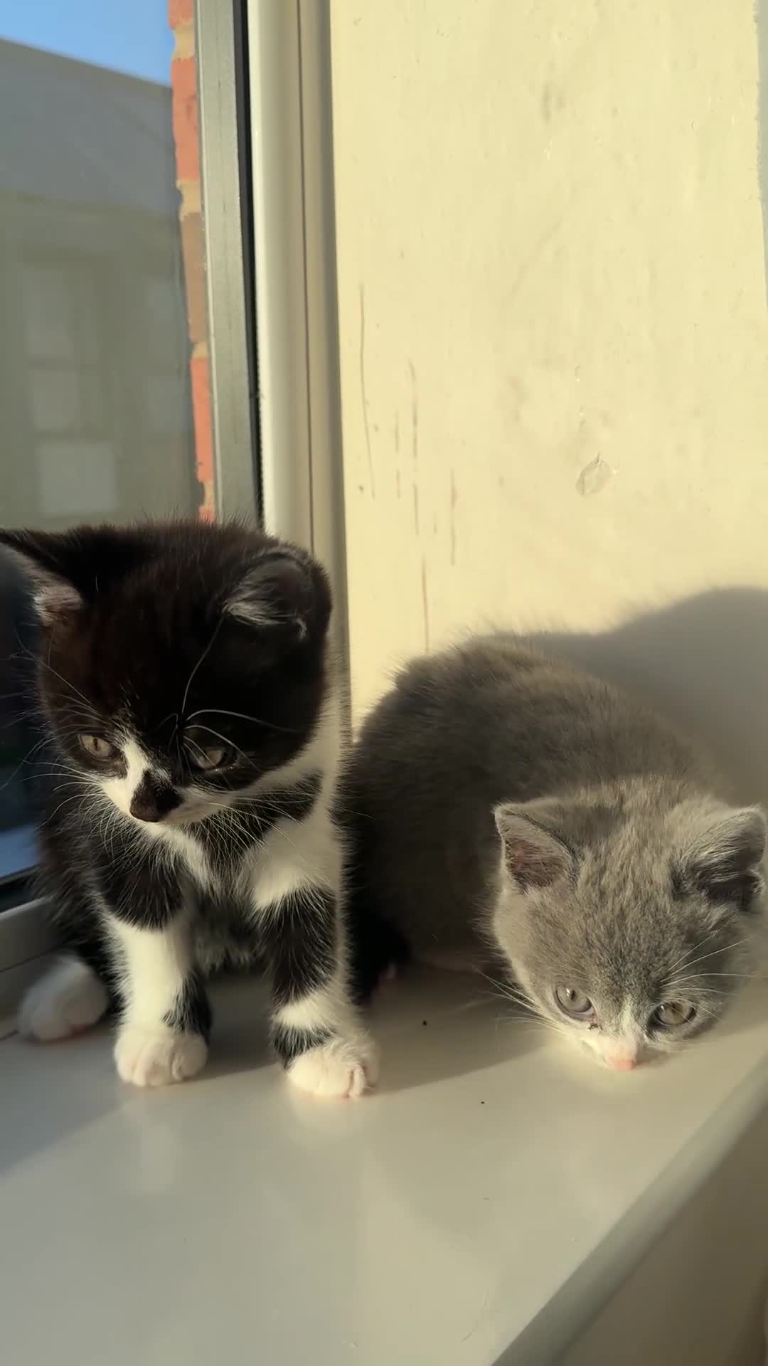 British Shorthair cats for sale: Playful British Shorthair Kittens  - Video 1