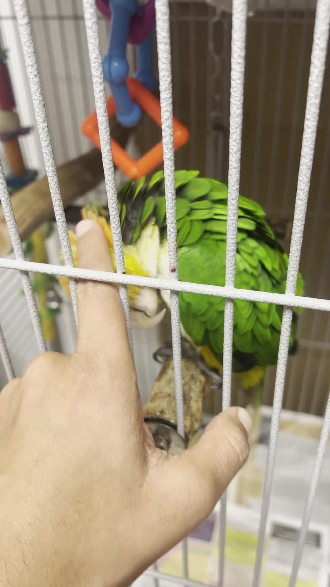 Parrots birds for sale: Tame Hand Reared Parrot Caique with huge Cage - Video 1