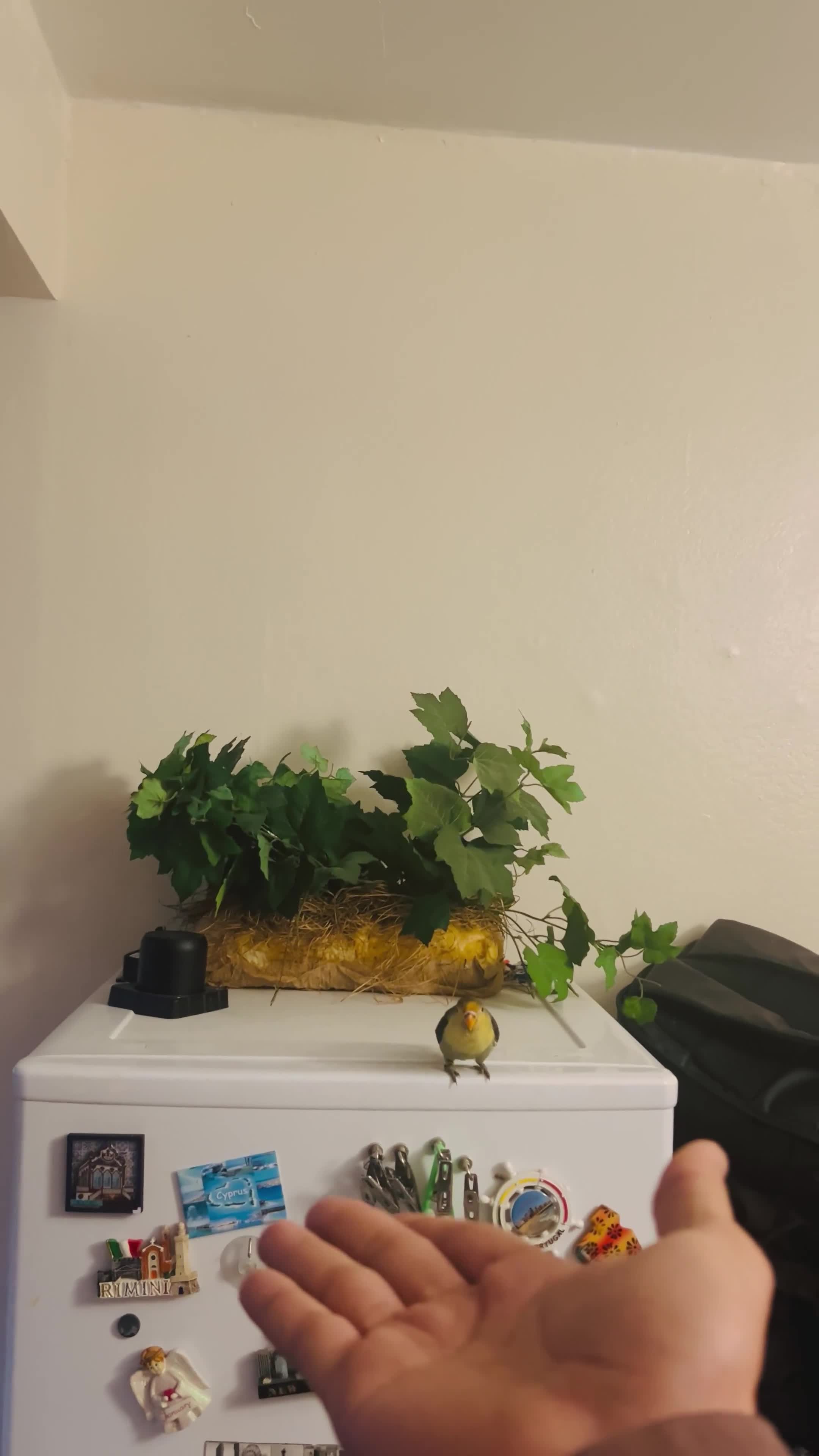 Lovebirds birds for sale: Hand-Reared Tame Lovebird Babies – Rare Colours - Video 5