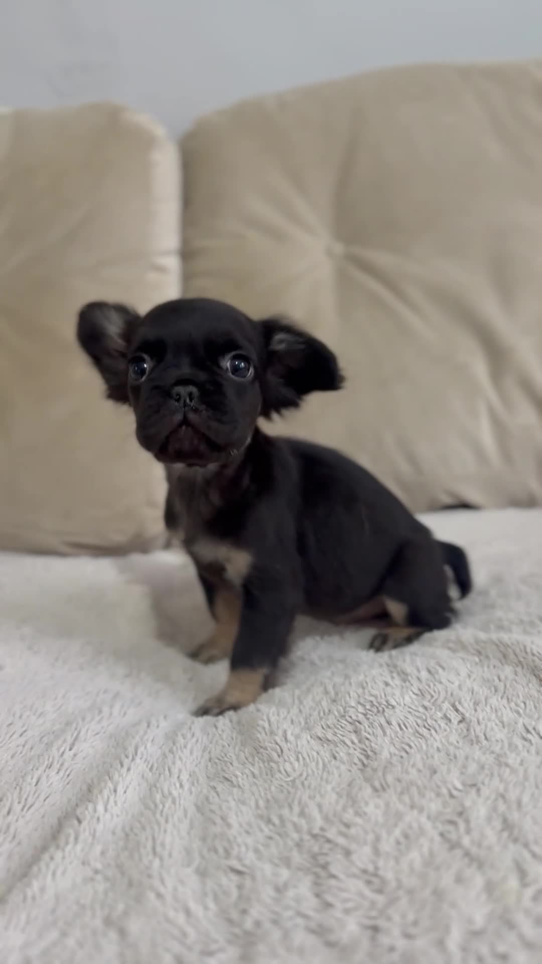 French Bulldog dogs for sale: *Full Fluffy KC Reg. Frenchie puppies* - Video 4