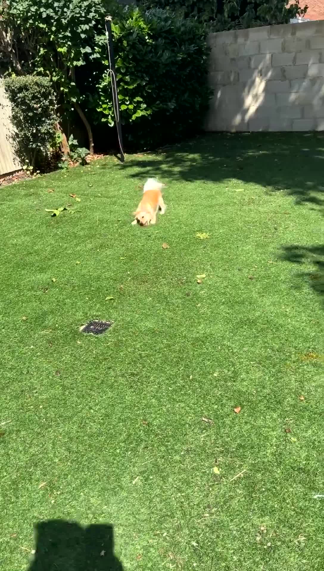 Chihuahua dogs for sale: Chihuahua x Italian volpino (5 puppies left ) 🏆 - Video 1