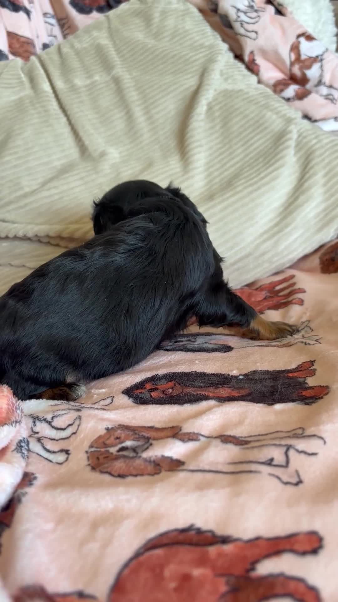 Cavalier King Charles Spaniel dogs for sale: Beautiful KC Reg Cavalier King Charles Girl  - Video 2