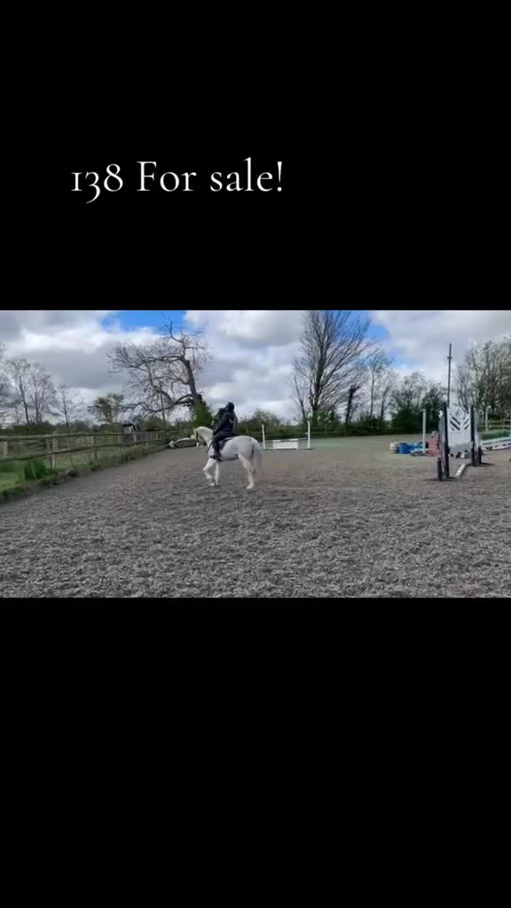 Welsh Section B horses for sale: 138cm Reg Welsh B  in Deal - Video 1
