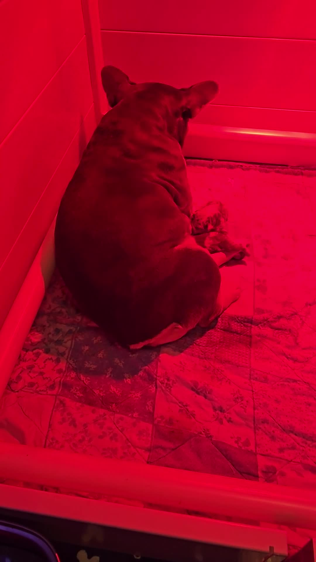 French Bulldog dogs for sale: FRENCH BULLDOG  - Video 1