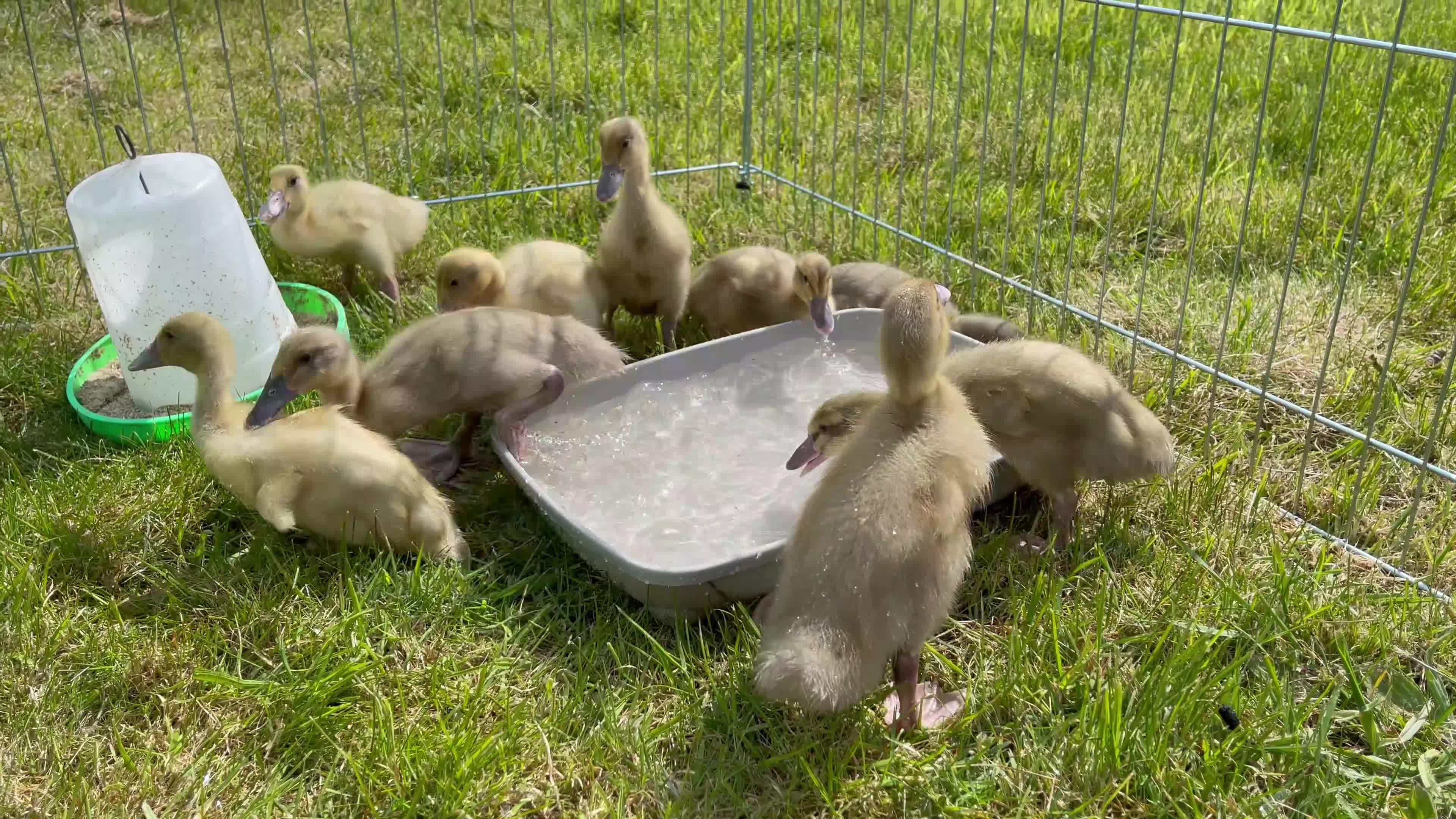 Ducks poultry for sale: PURE BREED APRICOT INDIAN RUNNER DUCKLINGS & DUCKS - Video 1