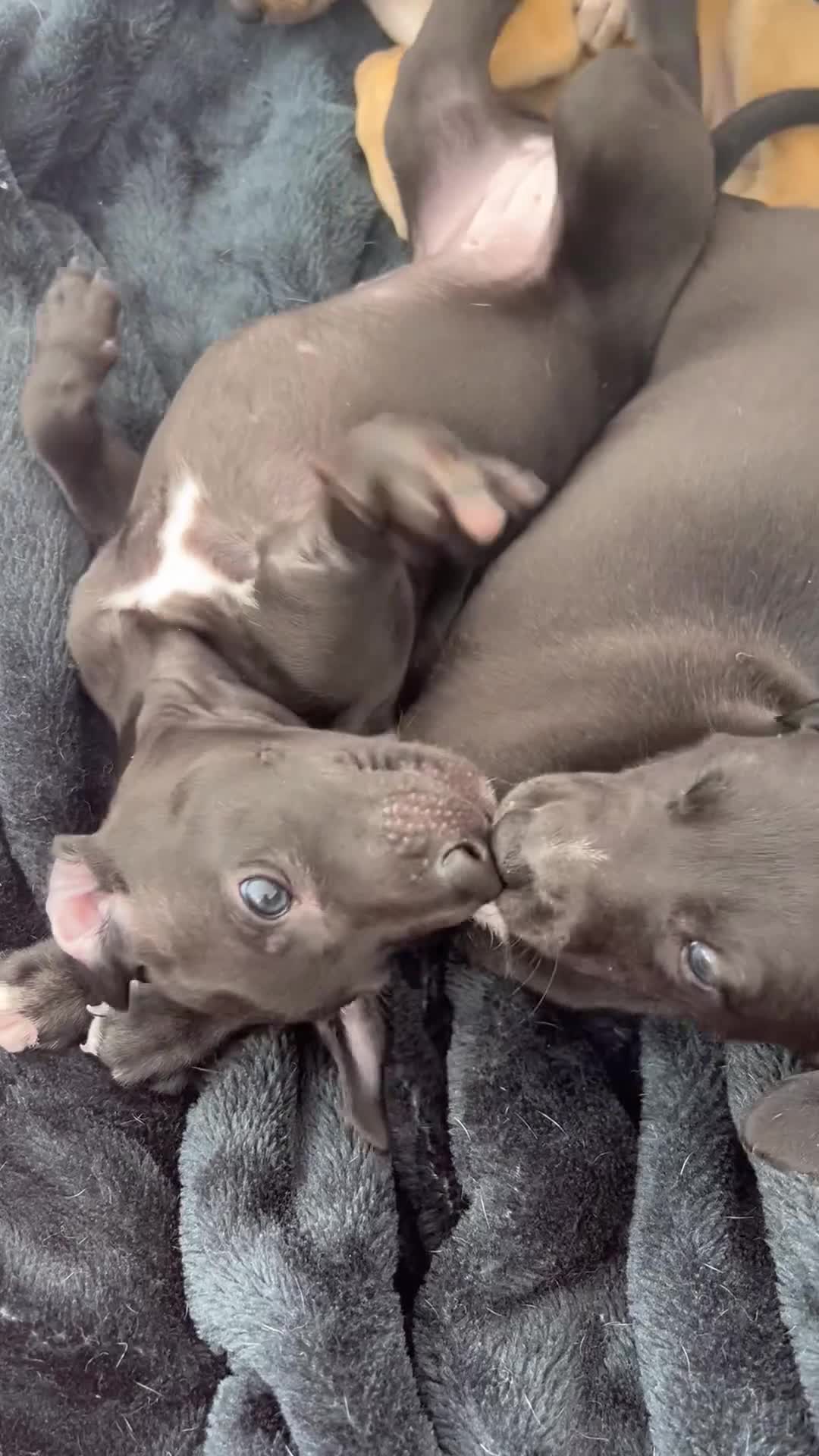 Whippet dogs for sale: 3 Whippets available from 10/09/25 - Video 1