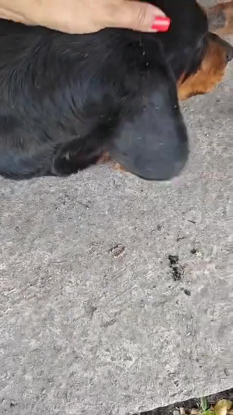 Mixed Breed dogs for adoption: 💖🐶 LEANA 🐶💖 - Video 1