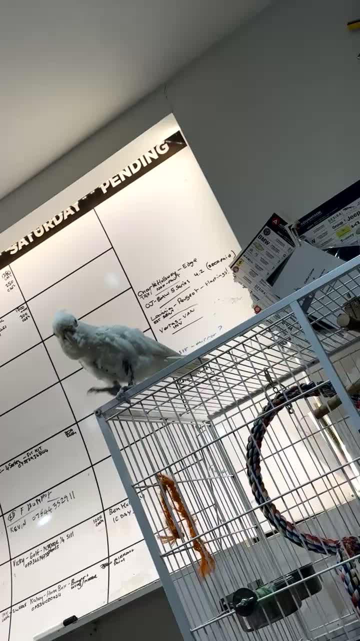 Cockatoo birds for sale: cockatoo gofins - Video 2