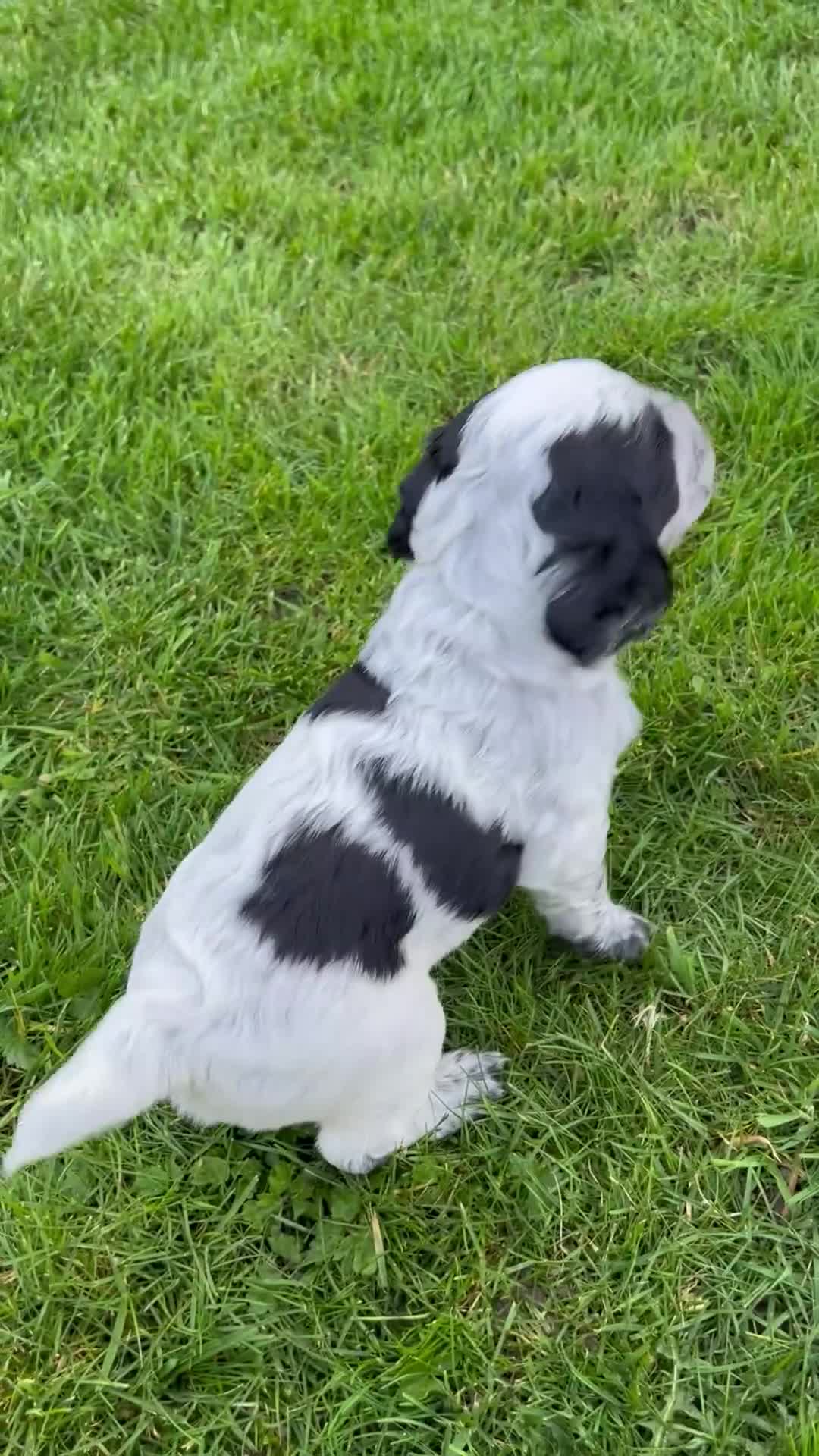 Cocker Spaniel dogs for sale:  KC Registered Working Cocker Spaniel Puppies in Droitwich - Video 4