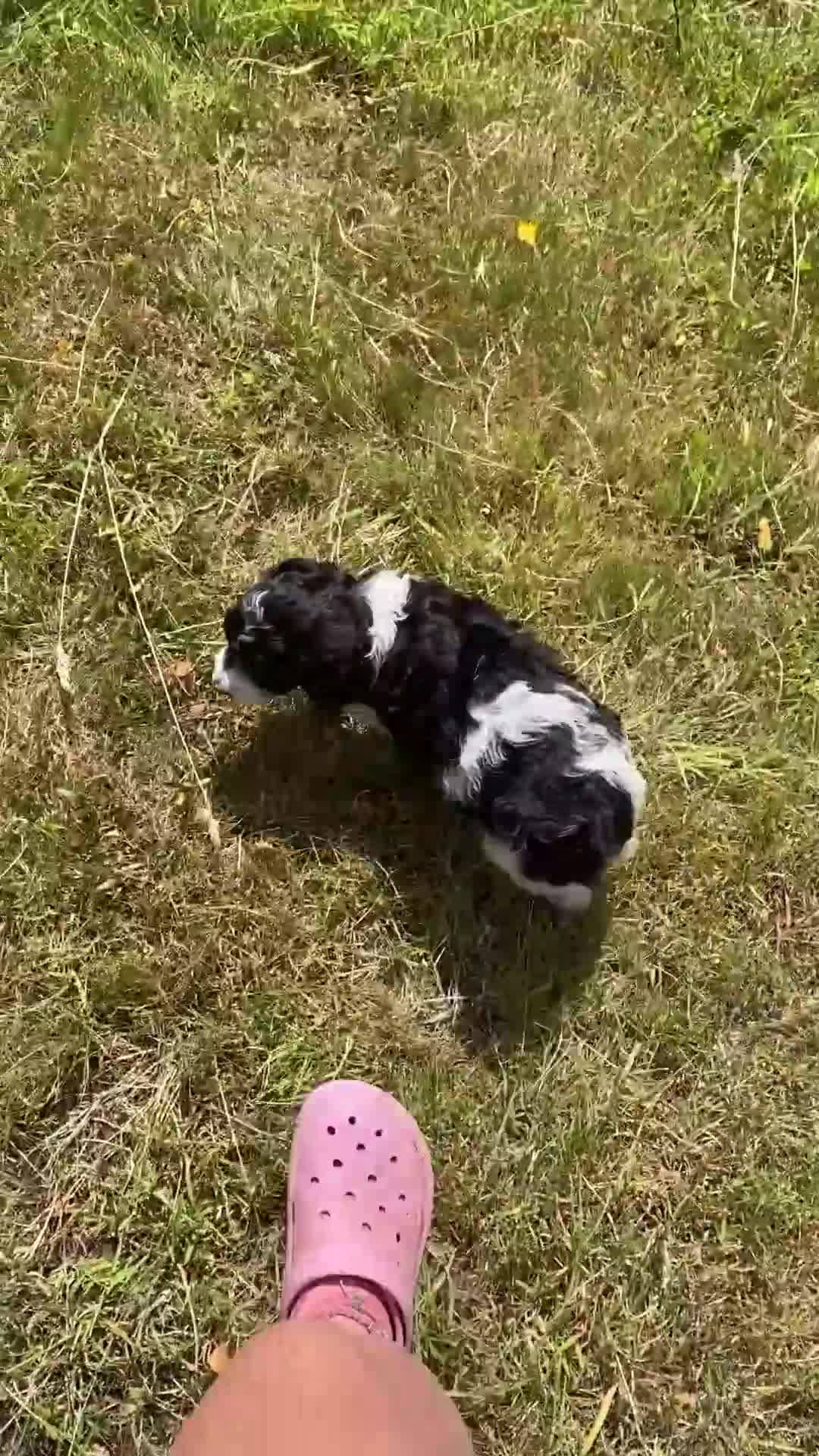 Cockapoo dogs for sale: 6 adorable super friendly cockapoo puppies in Honiton - Video 1