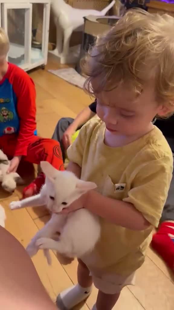 Siamese cats for sale: 🐾 Gorgeous Siamese Kittens 🐾 - Video 1