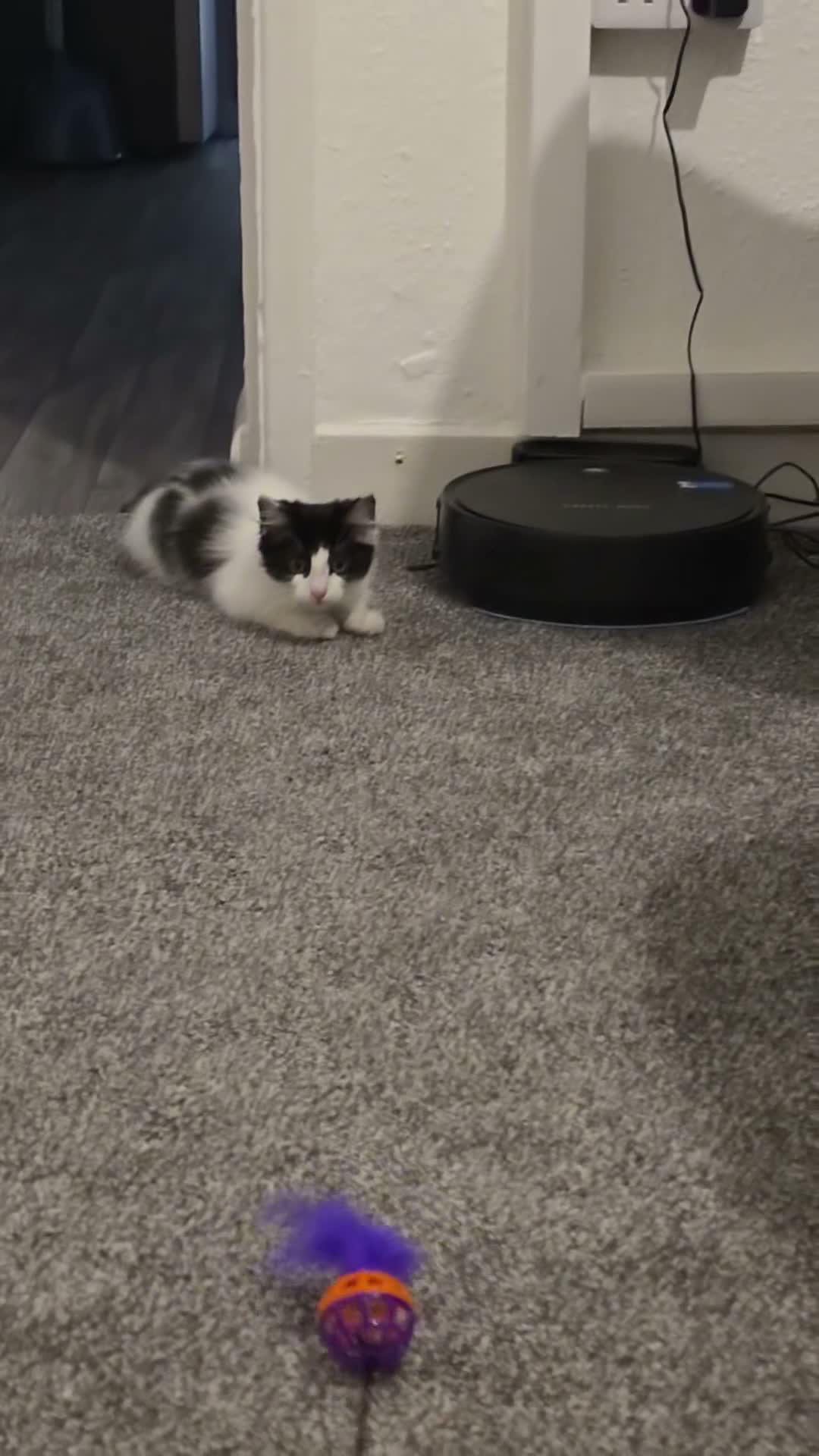Mixed Breed cats for sale: Black and white female kitten in Leicester - Video 1