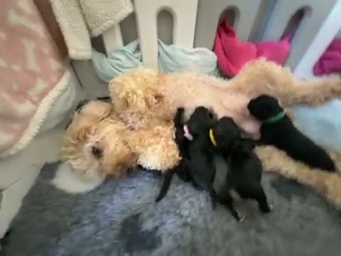 Cavapoochon dogs for sale: Cavapoochon  - Video 1