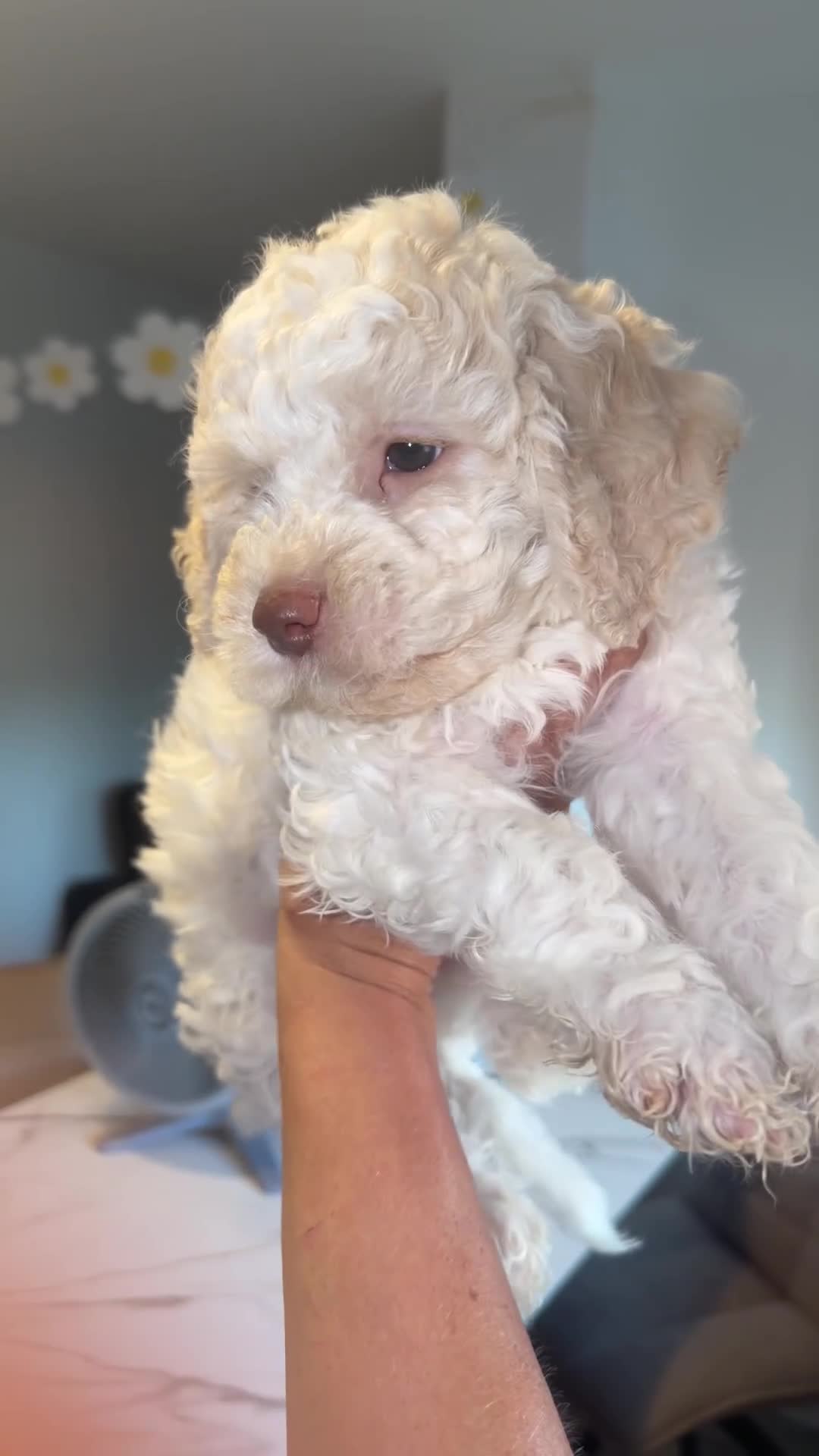 Lagotto Romagnolo dogs for sale: One Male Lagotto Romangnolo available - Video 2