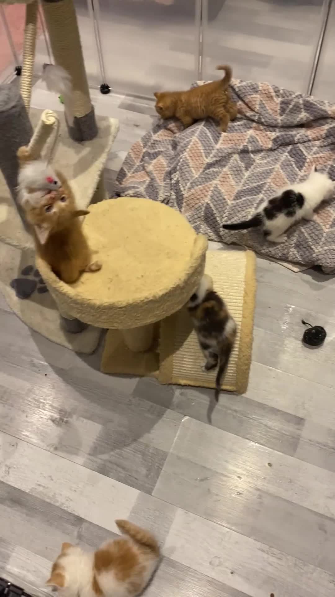 Mixed Breed cats for sale: 🐾 8 Beautiful kittens….🩵🩷 - Video 1