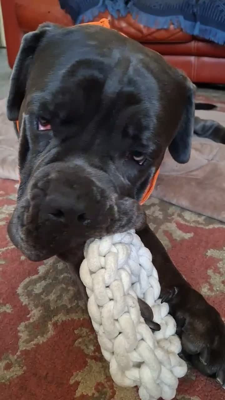 Cane Corso dogs for sale: Cane Corso Male, 20 mos. – Looking 4 Forever Home - Video 1