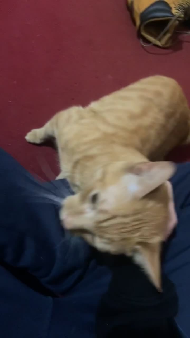 British Shorthair cats for sale: Ginger tabby (simba) - Video 2
