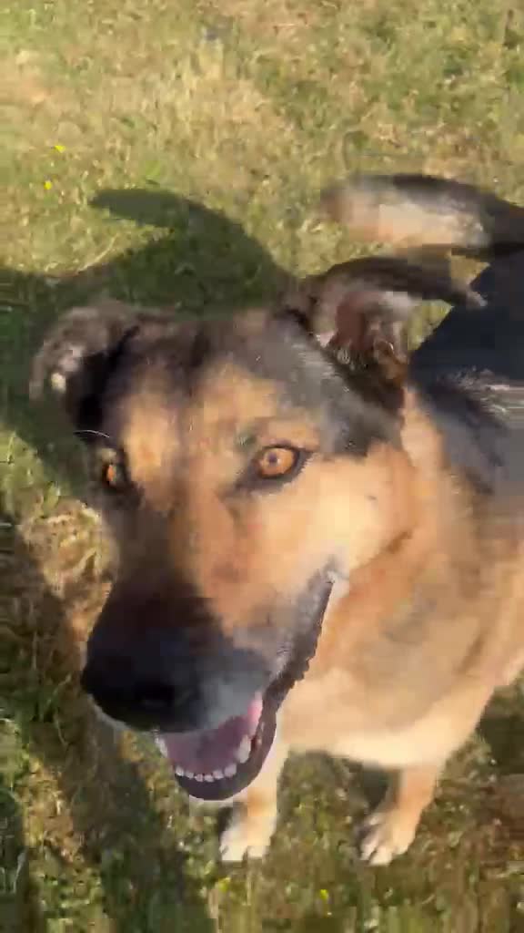 German Shepherd dogs for adoption: Bruno needs a foster or forever home - Video 1