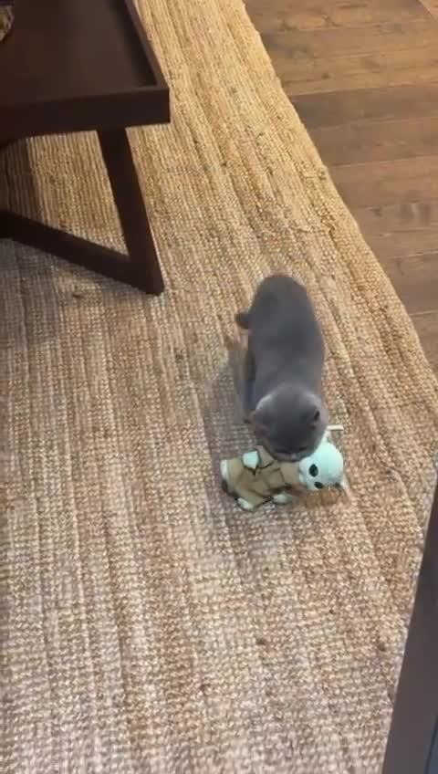 British Shorthair cats for sale: Reduced to clear  pure BSH blue  girl £4500 - Video 2