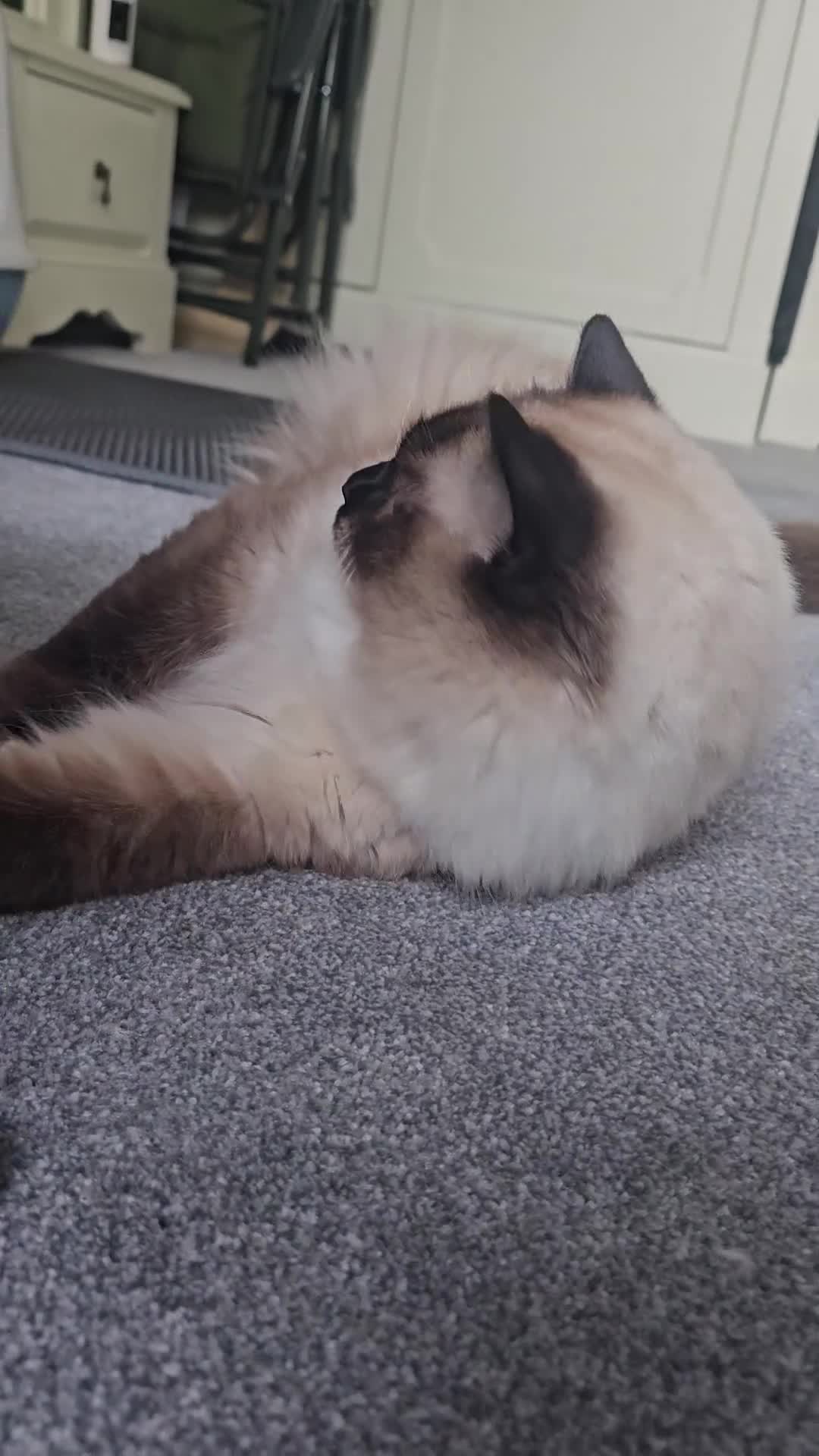 Ragdoll cats for sale: 💎 2 Exceptional Pedigree Ragdolls-young adults💎 - Video 3