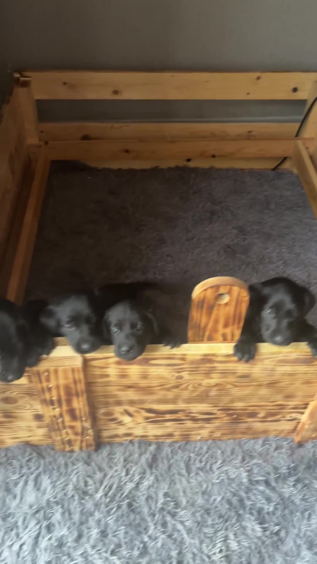 Labrador Retriever dogs for sale: Black Labrador pups for sale  - Video 4