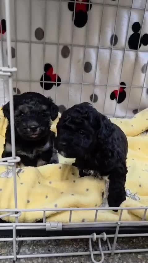 Maltipoo dogs for sale: Maltipoo Puppies 2 Beautiful Girls Available! - Video 1